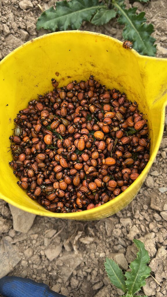 Kartoffelkäfer in Eimer