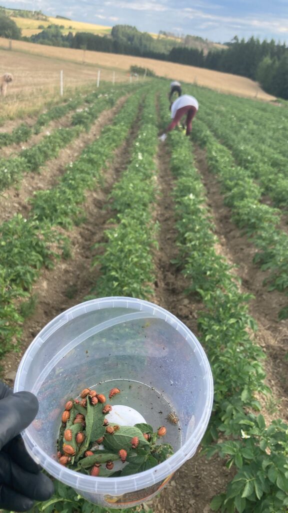 Kartoffelkäfer Feld