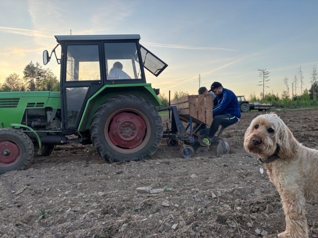 QUH Kartoffeln pflanzen mit Hund