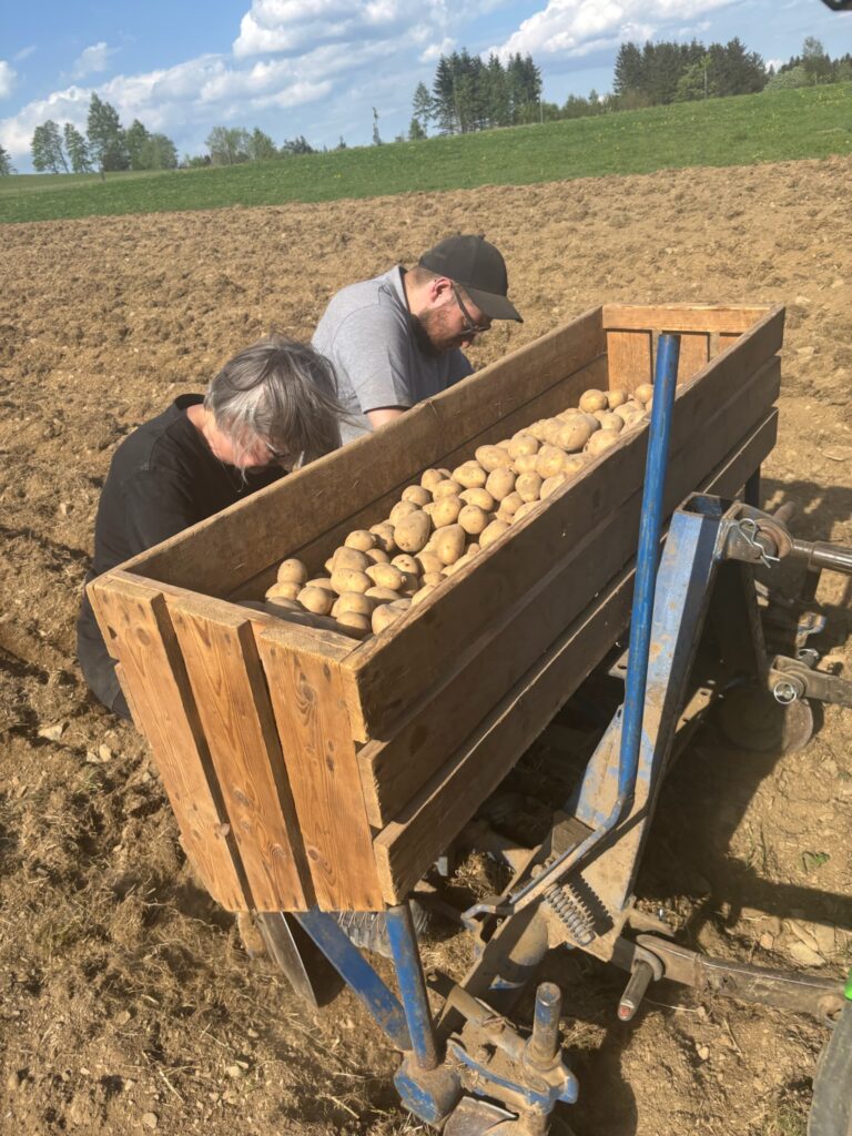 QUH Kartoffeln pflanzen 