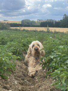 Hund in Kartoffelfeld