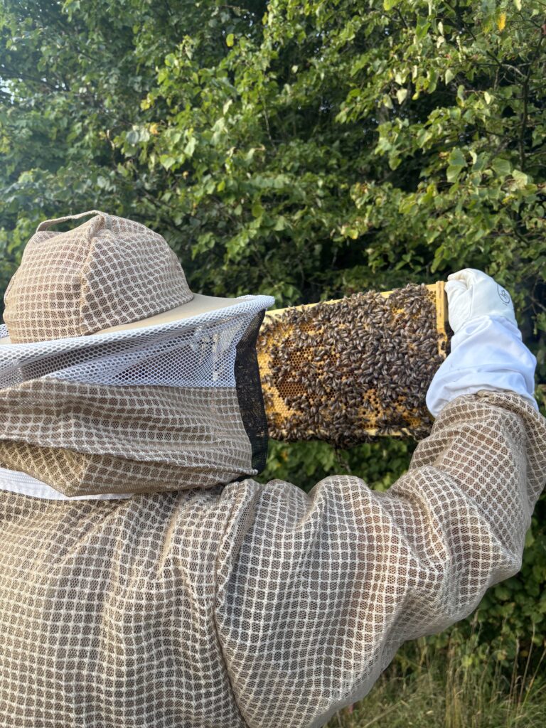 Imker mit Bienenwabe in der Hand in Langenau QUH 