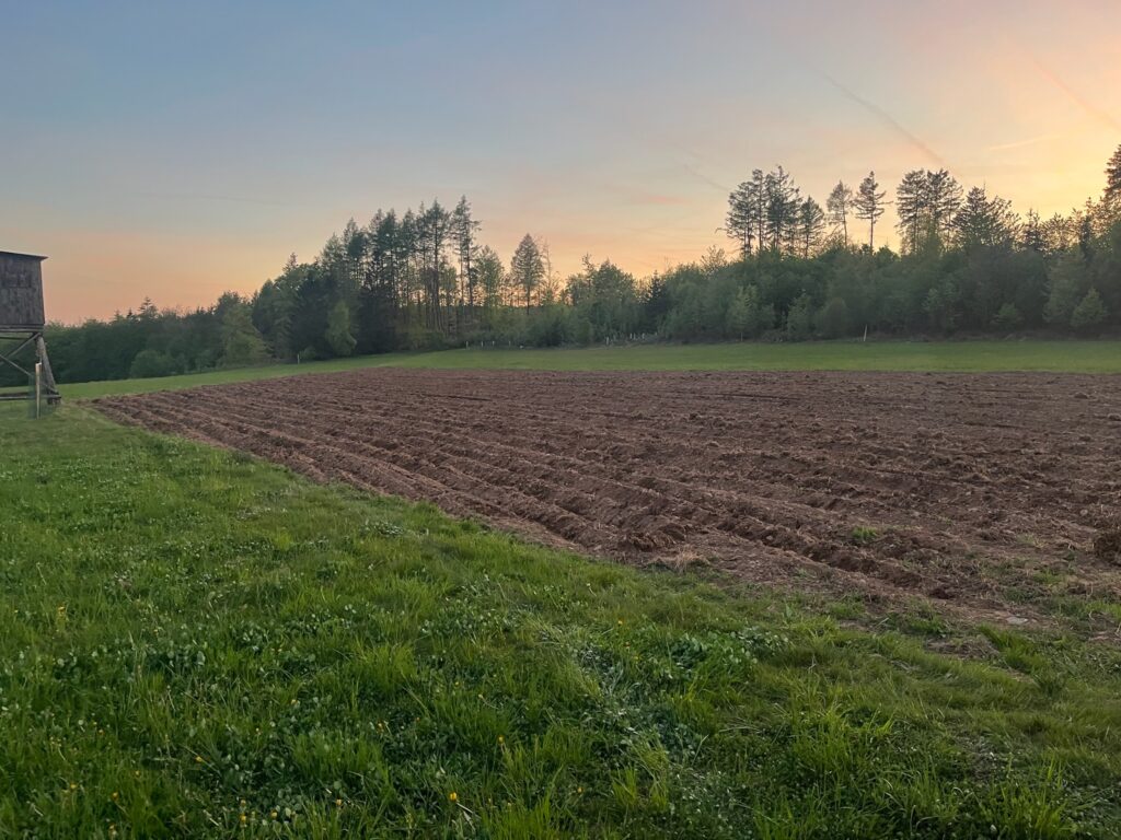 Kartoffelacker QUH Langenau