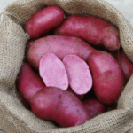 Kartoffeln der Sorte Rote Emmalie