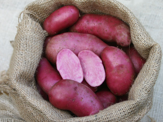 Kartoffeln der Sorte Rote Emmalie