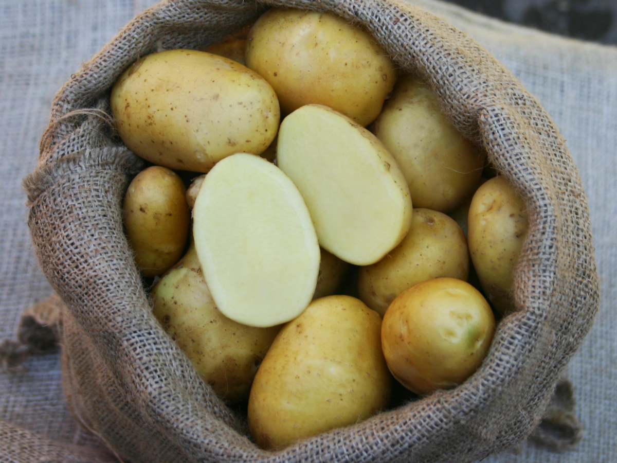 gelbe Kartoffeln der Sorte Otolia