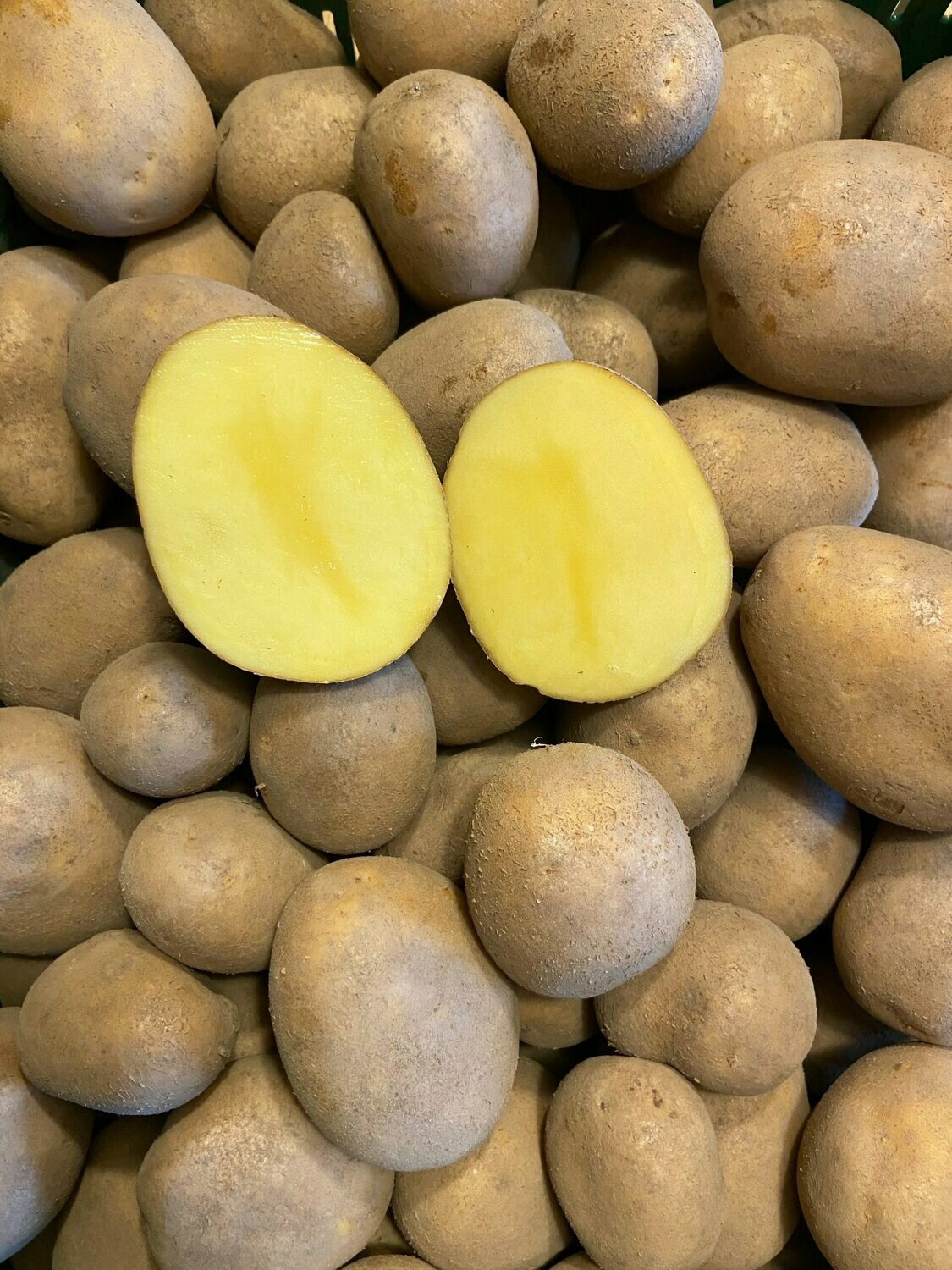 Kartoffeln der Sorte Linda